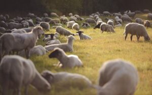 Stor flock får betar i en solbelyst gräsmark