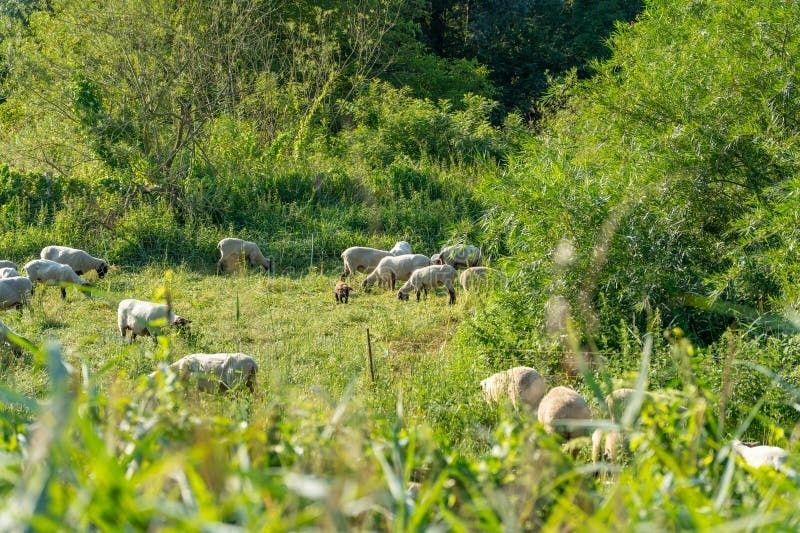 En flock får betar i en frodig, buskig naturbetesmark
